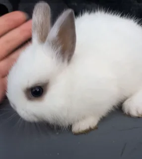 Dwarf Rabbits for Sale