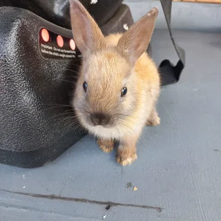 Dwarf Rabbits for Sale