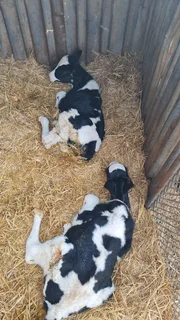 Calves/ Male/ Female