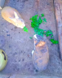 Rabbits for sale cheap