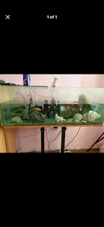 Fish tank