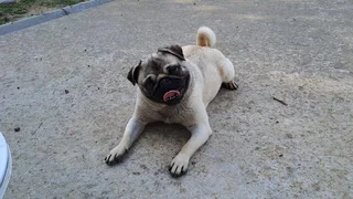 Pug female