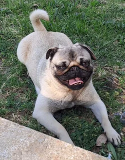 Pug female