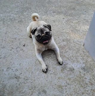 Pug female