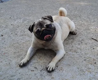 Pug female