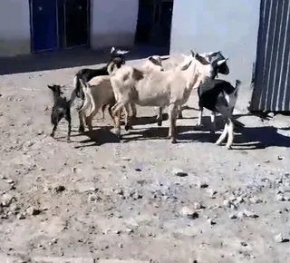 Livestock Western Cape