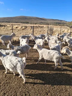 Livestock western Cape