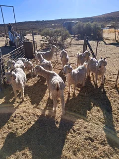 Livestock western Cape