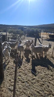 Livestock western Cape