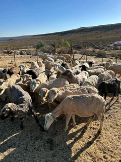 Livestock Western Cape