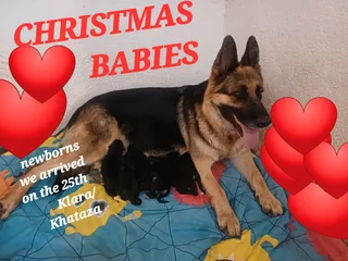 German Shepherd Puppies