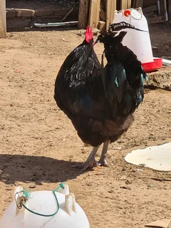 Giant size black australop rooster