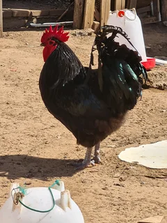 Giant size black australop rooster