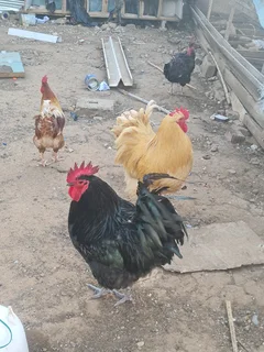 Giant size black australop rooster