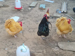 Giant size black australop rooster