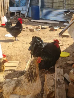 Giant size black australop rooster
