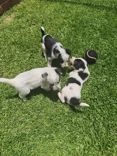 Border Collie (skaaphond) x blue heeler (Australiese beeshond) / border heeler