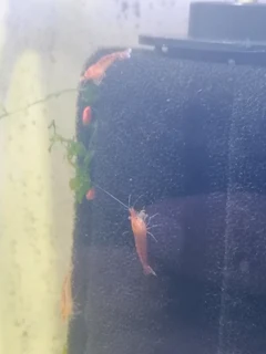 Wild cherry shrimp