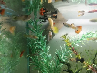 Guppies for sale