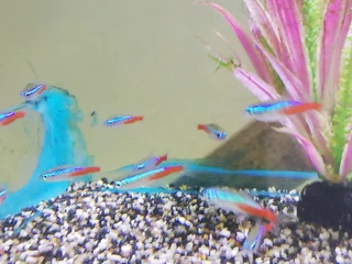 Neon tetras