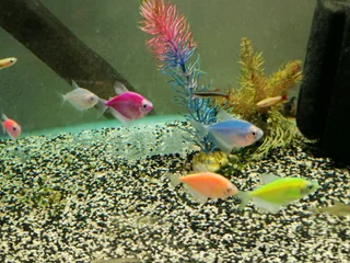 Gmo widow tetras
