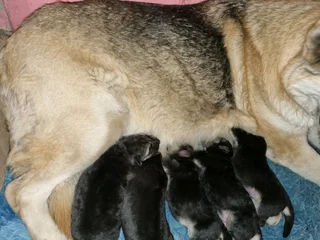 German Shepherd Puppies