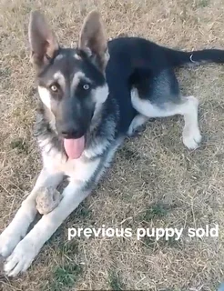 German Shepherd Puppies