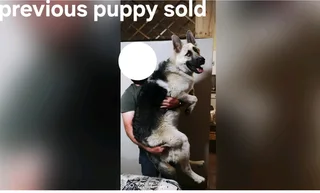 German Shepherd Puppies