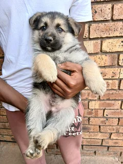 German Shepherd puppies