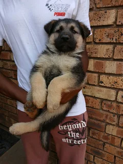 German Shepherd puppies