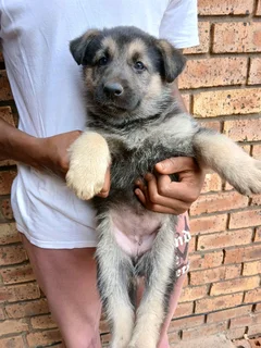 German Shepherd puppies