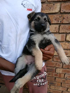 German Shepherd puppies