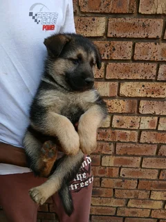 German Shepherd puppies