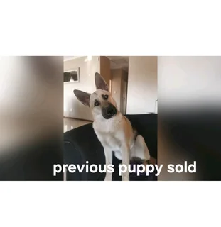 German Shepherd puppies