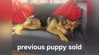 German Shepherd puppies