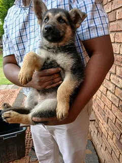 German Shephed Puppies