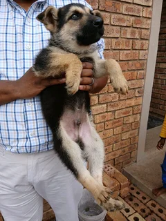 German Shephed Puppies
