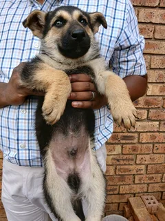 German Shephed Puppies