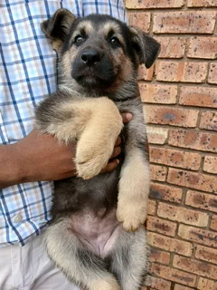 German Shephed Puppies