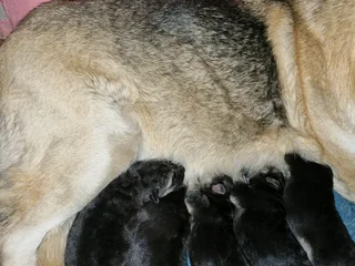 German Shephed Puppies