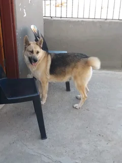 German Shephed Puppies