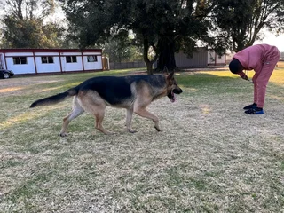 German Shephed Puppies