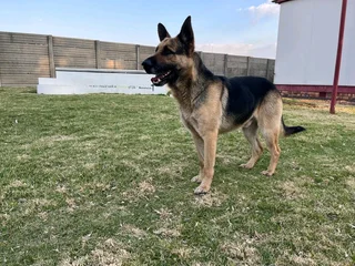 German Shephed Puppies