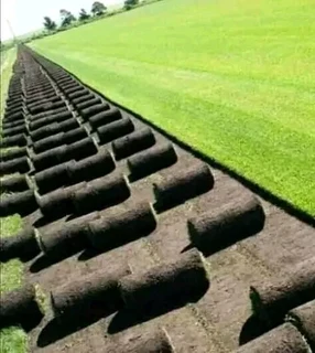 Wooden fence latle, bamboo and Roll on grass
