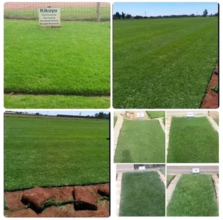 Wooden fence latle and Roll grass