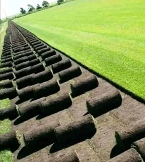 Wooden fence latle and Roll on grass