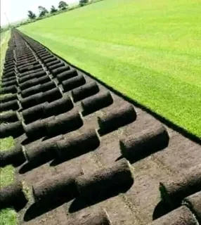 Wooden fence latle bamboo and Roll on grass