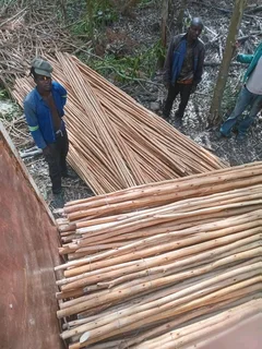 Wooden fence latle bamboo and Roll on grass
