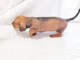 Dachshund puppies