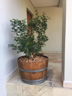 Garden Barrel Planters - French Oak wine Barrels - Barrel Westwood &amp; Co (Pty) Ltd. R450 each!